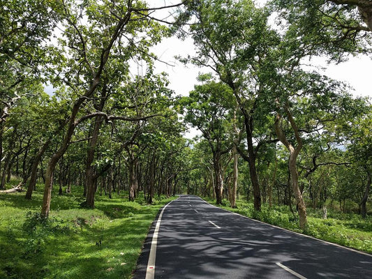 Bandipur National Park in winter