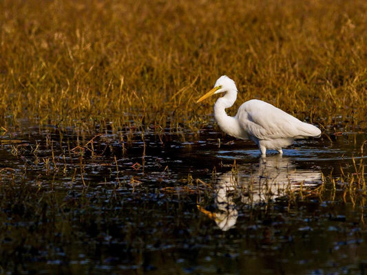 Keoladeo or Bharatpur Bird Sanctuary Trip Planning