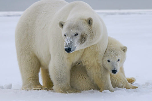 International Polar Bear Day