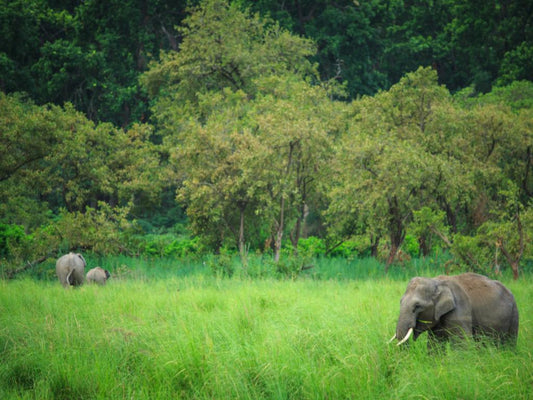 Jim Corbett National Park in Winter By A Kosha