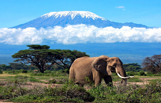 Majestic elephant stands against the backdrop of Mount Kilimanjaro, its snow-capped peak towering in the distance under a clear sky.