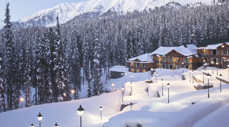 Majestic snow-covered trees in Kashmir, creating a serene and beautiful winter landscape with pristine white surroundings and a peaceful atmosphere.