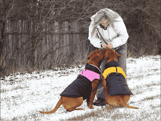 How to keep outside dogs warm in winter