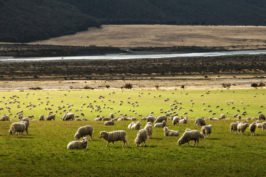 Merino sheep grazing in open pastures—source of the premium wool used in Kosha’s thermal apparel.
