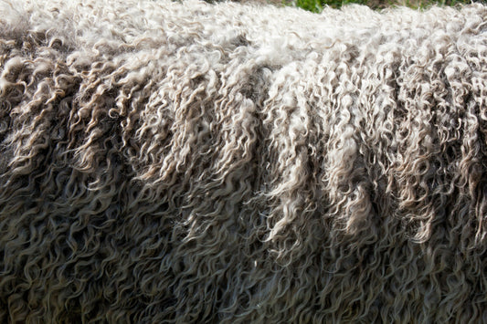 Close-up of fluffy, curly sheep wool in shades of grey and white. The texture appears soft and dense, conveying a feeling of warmth and coziness.